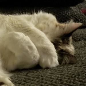 Meet your Posher, Ariel